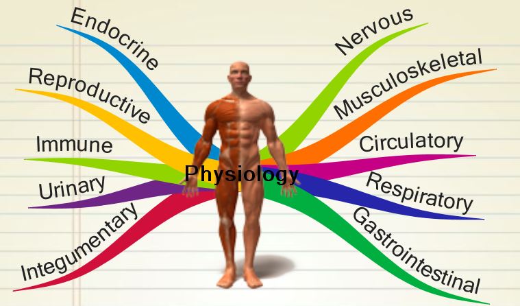 Exercise Physiology best things to study in college Exercise Physiology best things to study in college